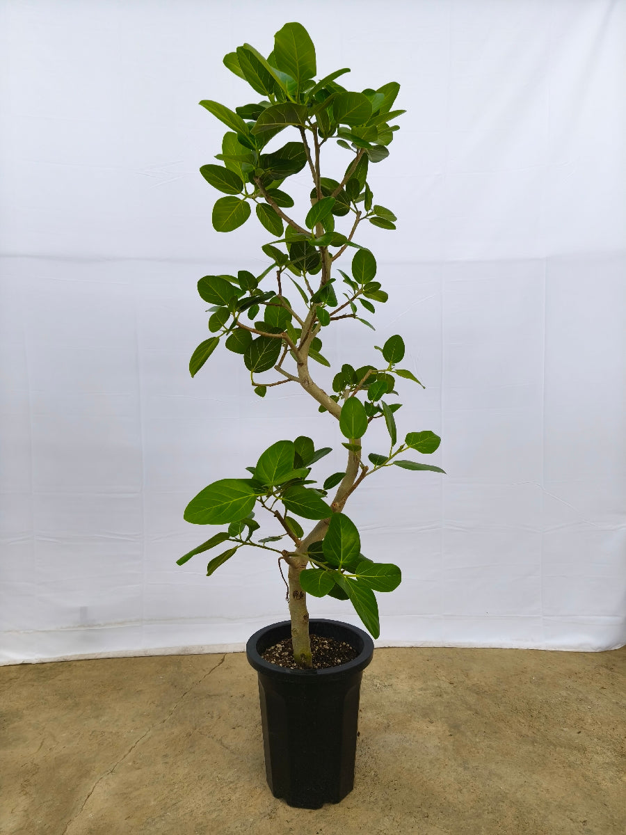 現品商品@14 ベンガレンシス 10号（高さ：175cm、幅：60cm）