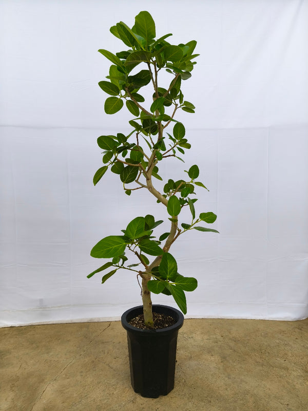 現品商品@14 ベンガレンシス 10号（高さ：175cm、幅：60cm）