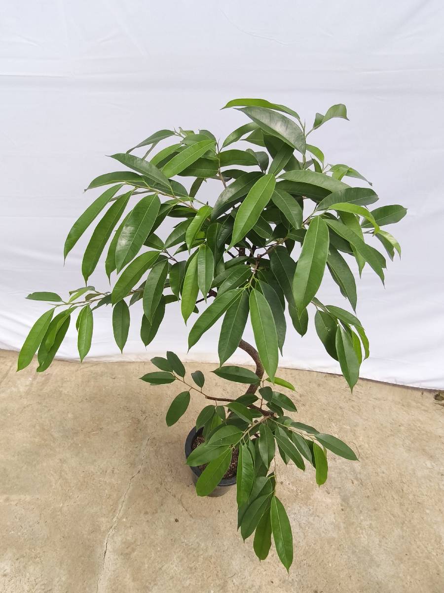 現品商品＠12 アムステルダム 8号（高さ：147cm、幅：84cm）
