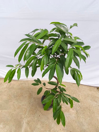 現品商品＠12 アムステルダム 8号（高さ：147cm、幅：84cm）