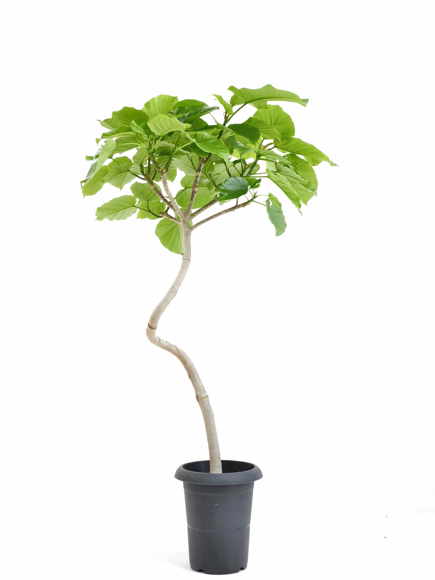 現品商品＠6 ウンベラータ 6号（高さ：97cm、幅：60cm）