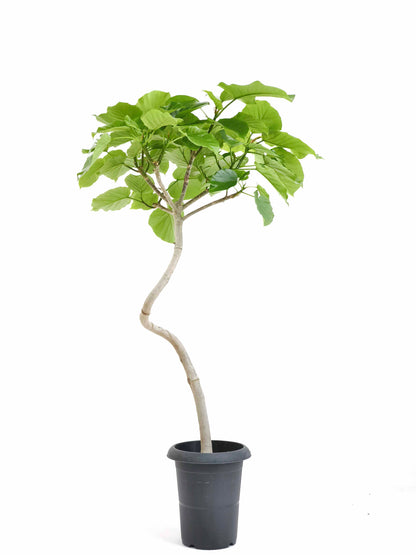 現品商品＠6 ウンベラータ 6号（高さ：97cm、幅：60cm）