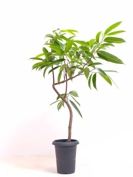現品商品＠2 アムステルダム 6号（高さ：97cm、幅：82cm）