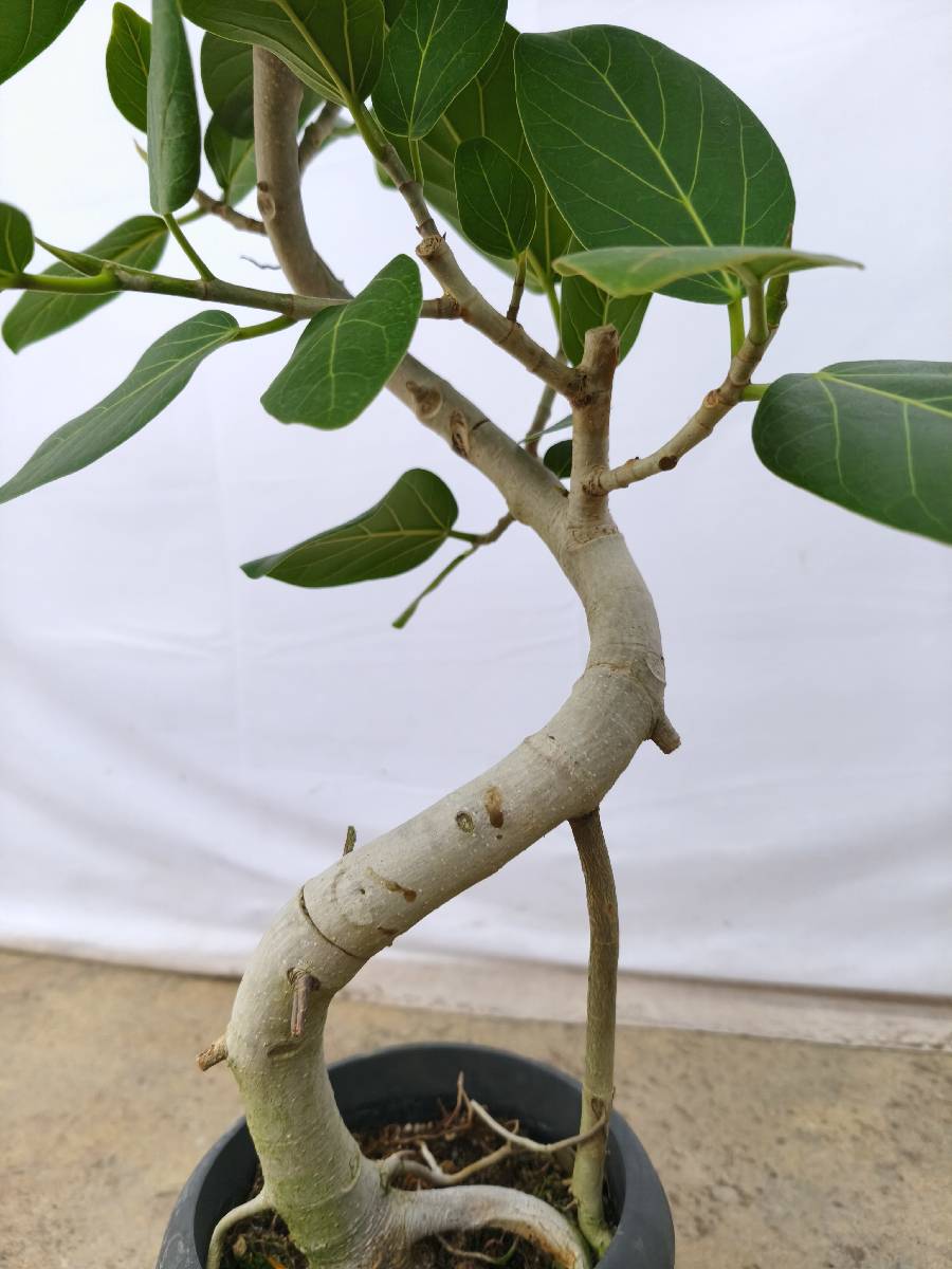 現品商品@1 ベンガレンシス 6号（高さ：86cm、幅：46cm）