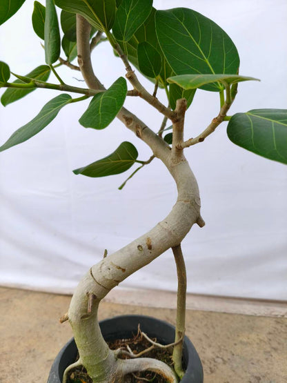 現品商品@1 ベンガレンシス 6号（高さ：86cm、幅：46cm）