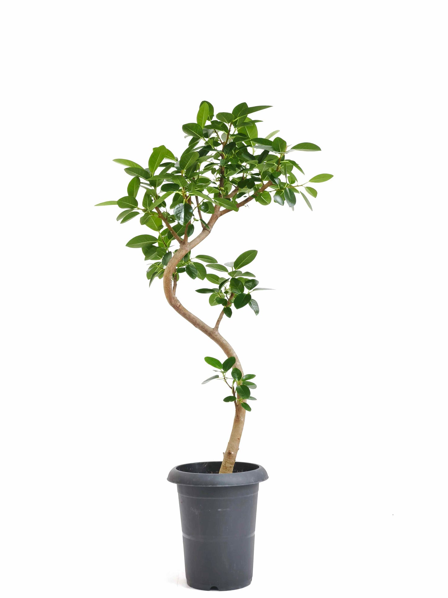現品商品＠6 フランスゴム 6号（高さ：90cm、幅：46cm）