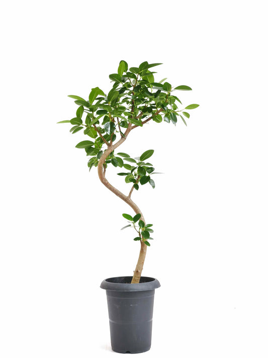 現品商品＠6 フランスゴム 6号（高さ：90cm、幅：46cm）