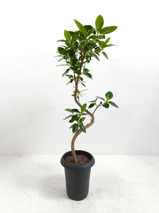 現品商品＠2 フランスゴム 6号（高さ：89cm、幅：33cm）