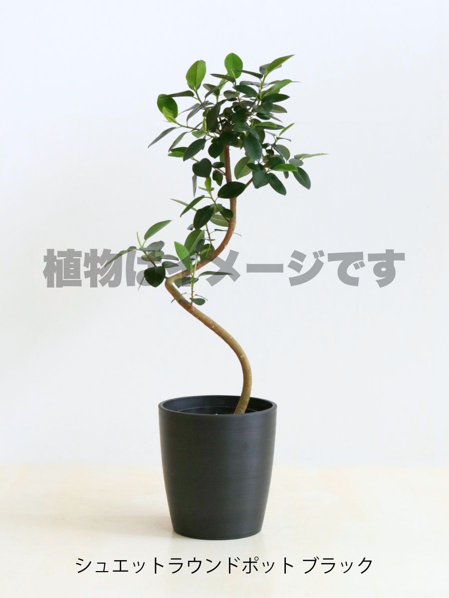 フィカス・フランスゴム 6号の現品商品 | 観葉植物通販AONOKI