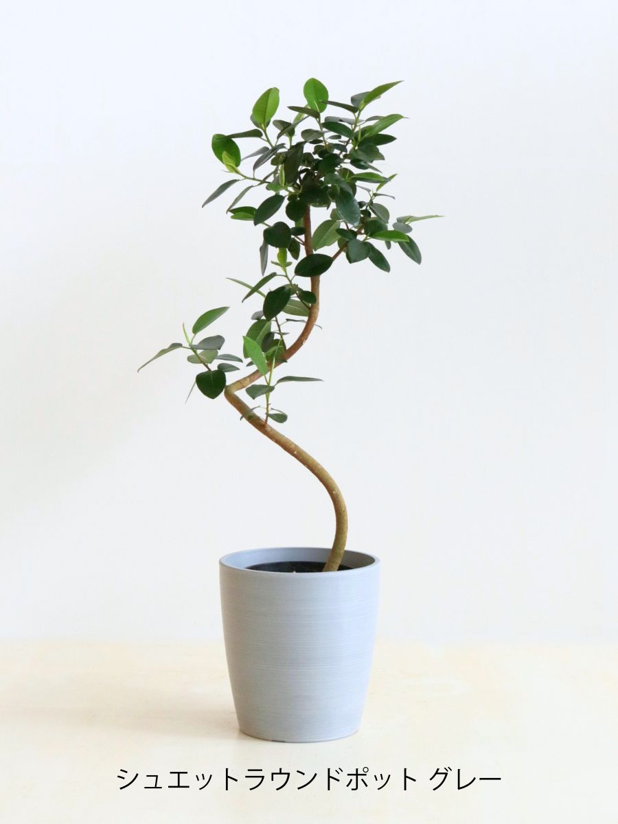 フィカス・フランスゴム 6号の通販 | 観葉植物通販AONOKI（あおのき）