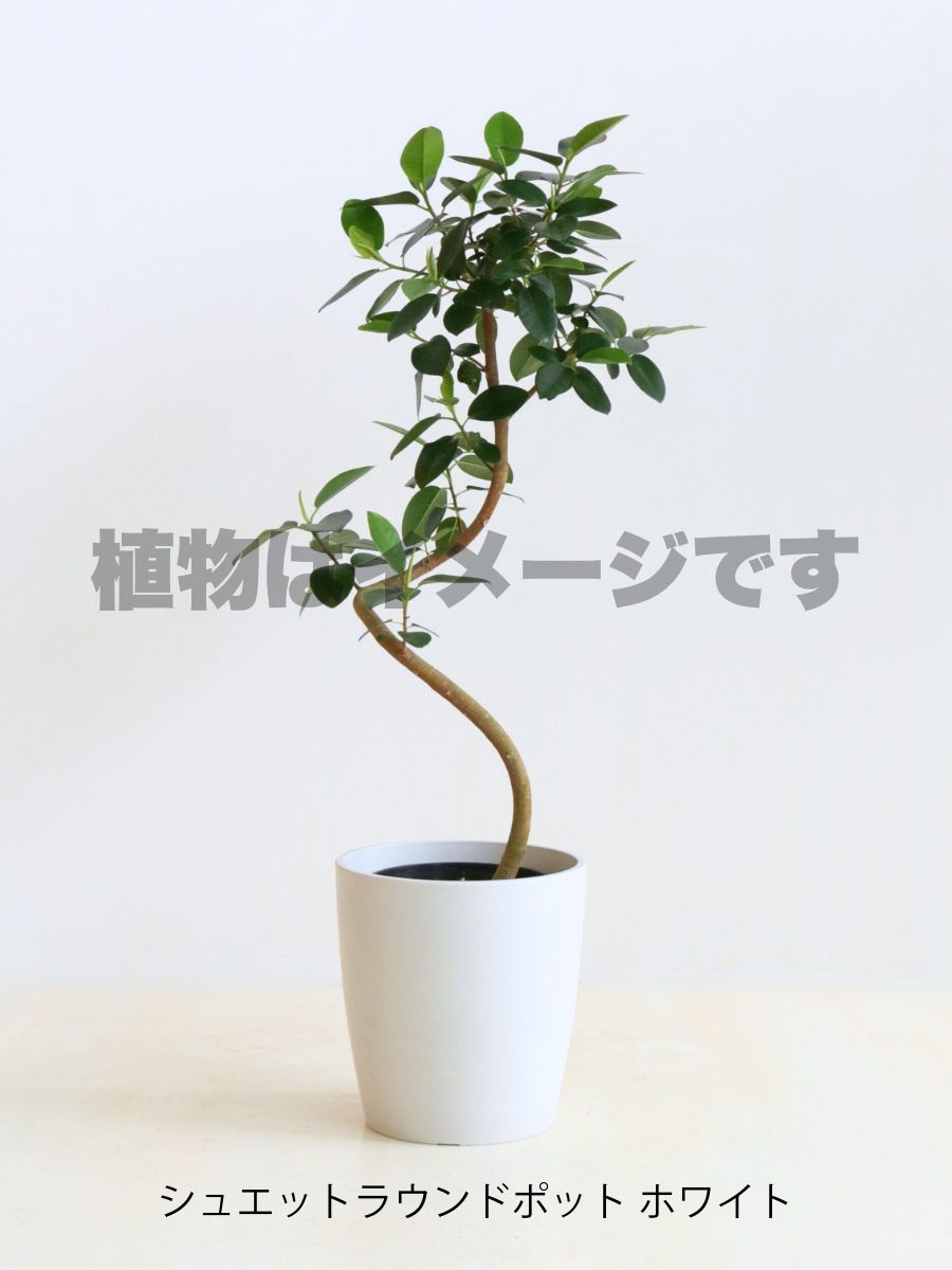 楽天市場】【現品】フランスゴム 曲がり 6号 黒鉢（11〜15