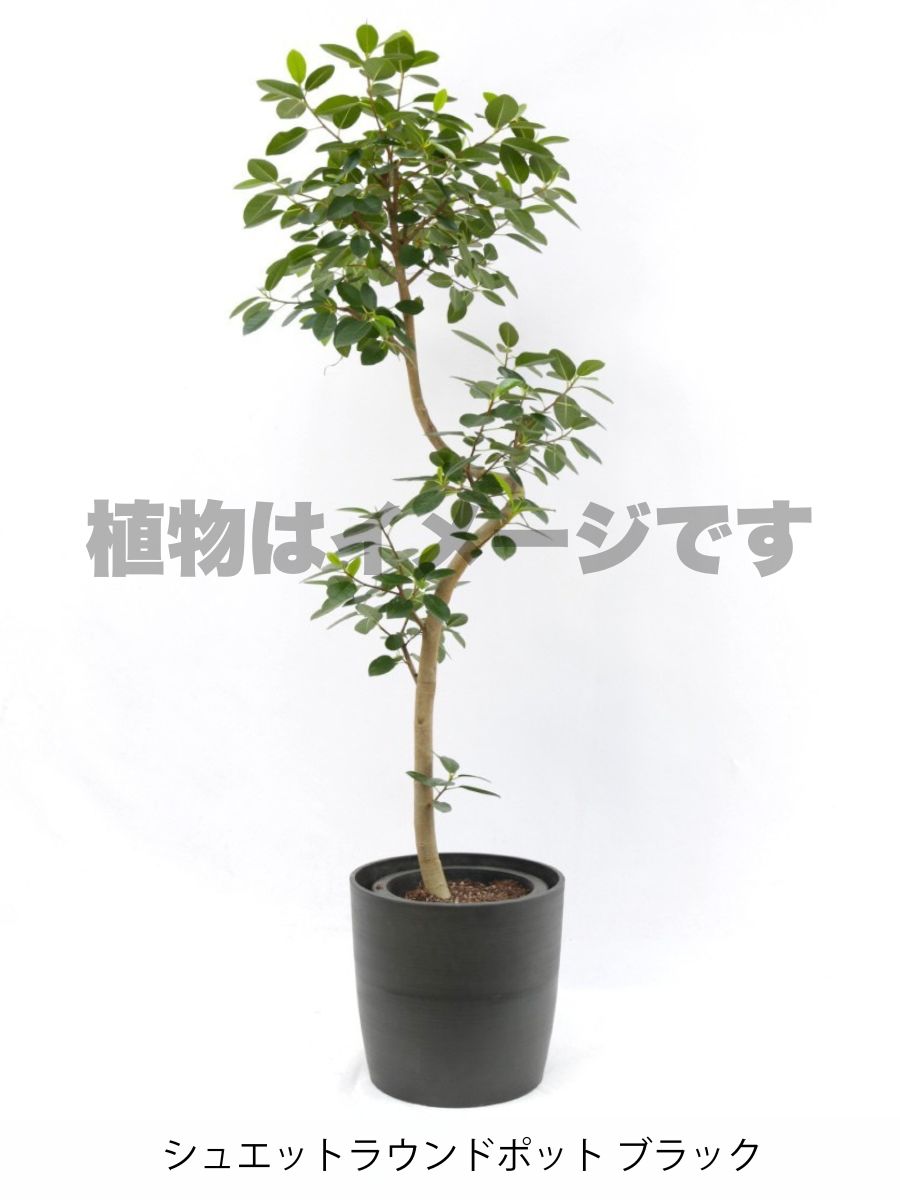現品商品@2 フランスゴム 8号　曲げブランチ（高さ：143cm、幅：70cm）