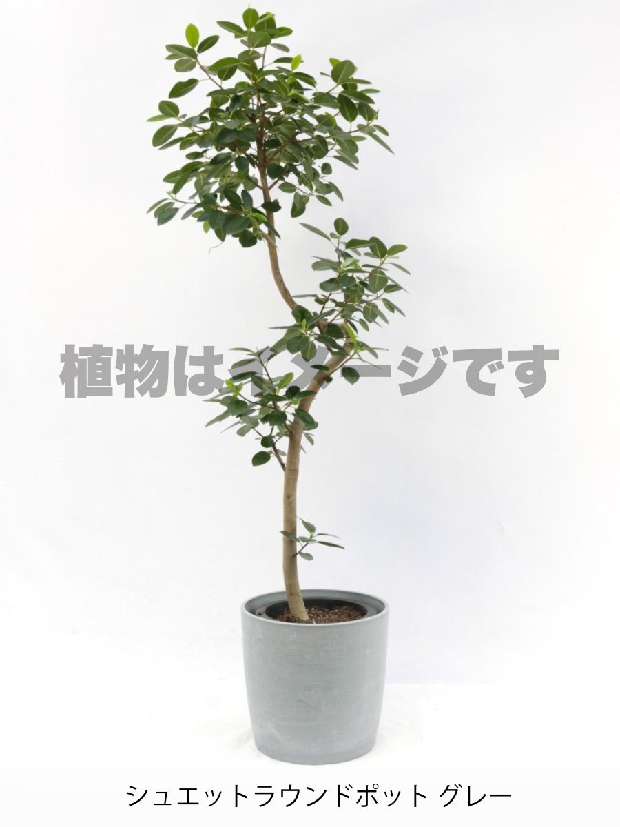 現品商品@2 フランスゴム 8号　曲げブランチ（高さ：143cm、幅：70cm）
