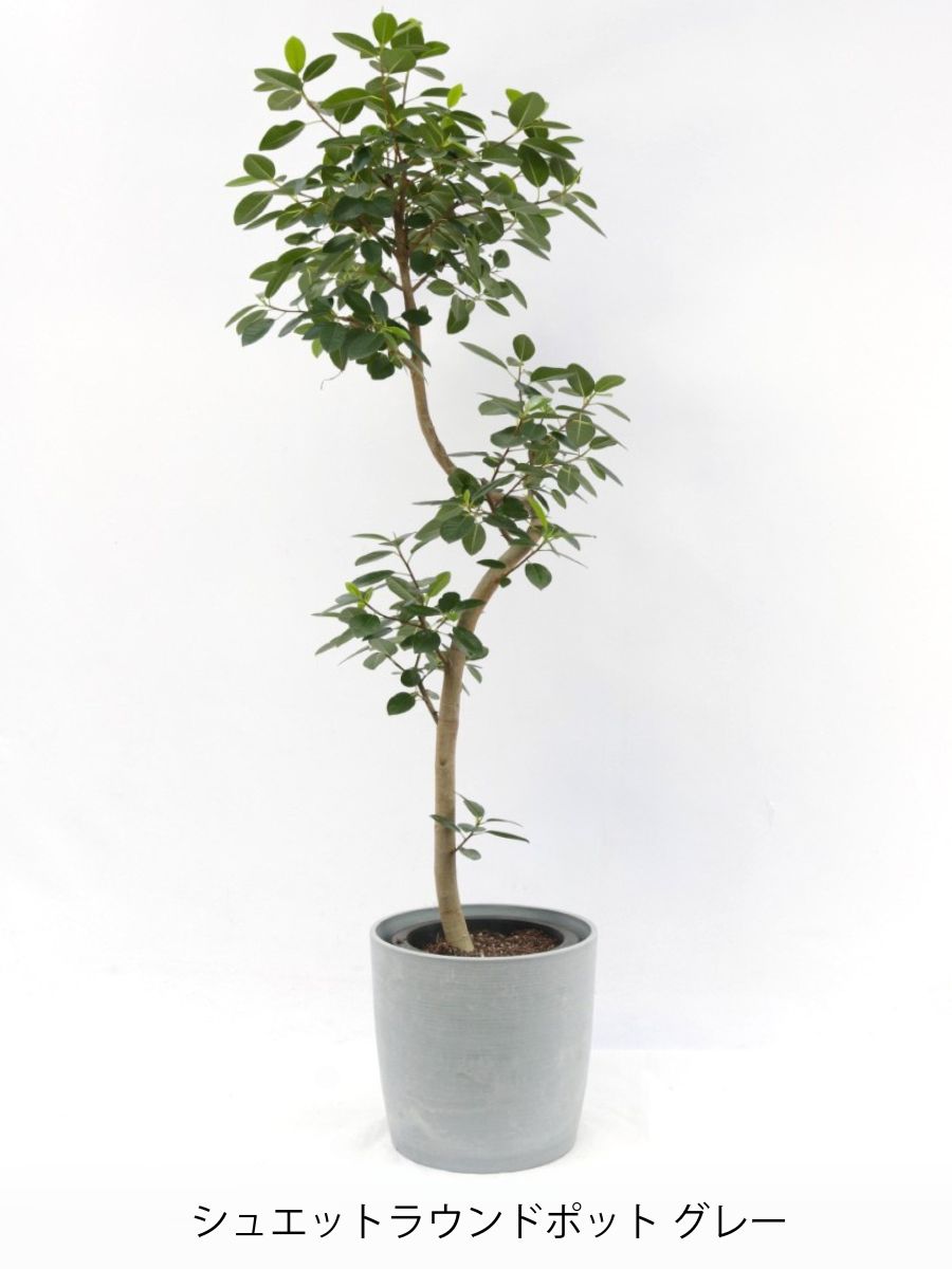 フィカス フランスゴムの木 高さ約 160cm フィカス・フランスゴム 8号の通販 | 観葉植物通販AONOKI（あお