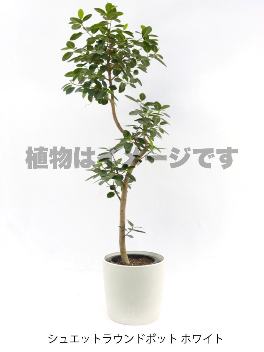 現品商品@2 フランスゴム 8号　曲げブランチ（高さ：143cm、幅：70cm）