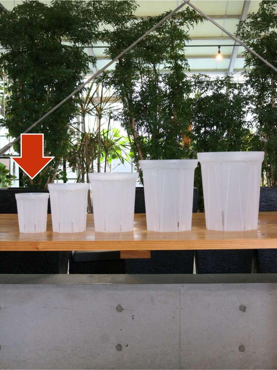 透明スリット鉢 4号 CSM-120Lの通販 | 観葉植物通販AONOKI(あお 透明スリット鉢 4号 CSM-120Lの通販 | 観葉植物通販AONOKI(あお