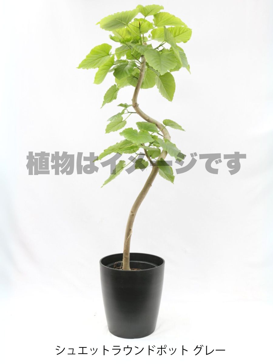 現品商品＠5 ウンベラータ 10号（高さ：183cm、幅：94cm）