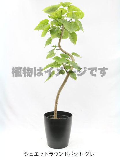 現品商品＠5 ウンベラータ 10号（高さ：183cm、幅：94cm）