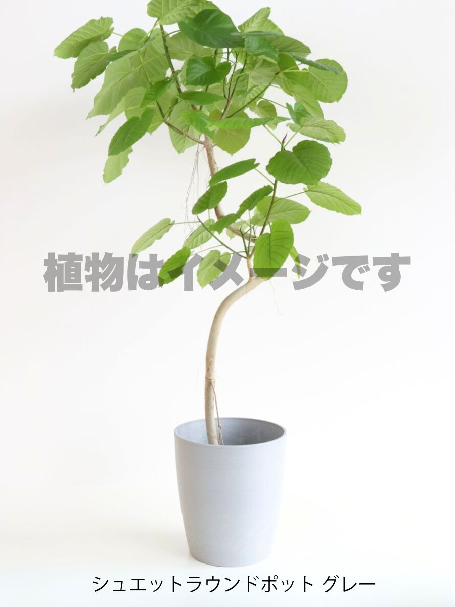 現品商品＠5 ウンベラータ 10号（高さ：183cm、幅：94cm）