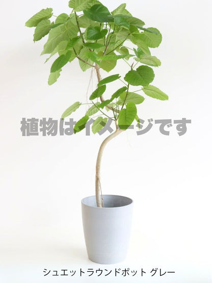 現品商品＠5 ウンベラータ 10号（高さ：183cm、幅：94cm）