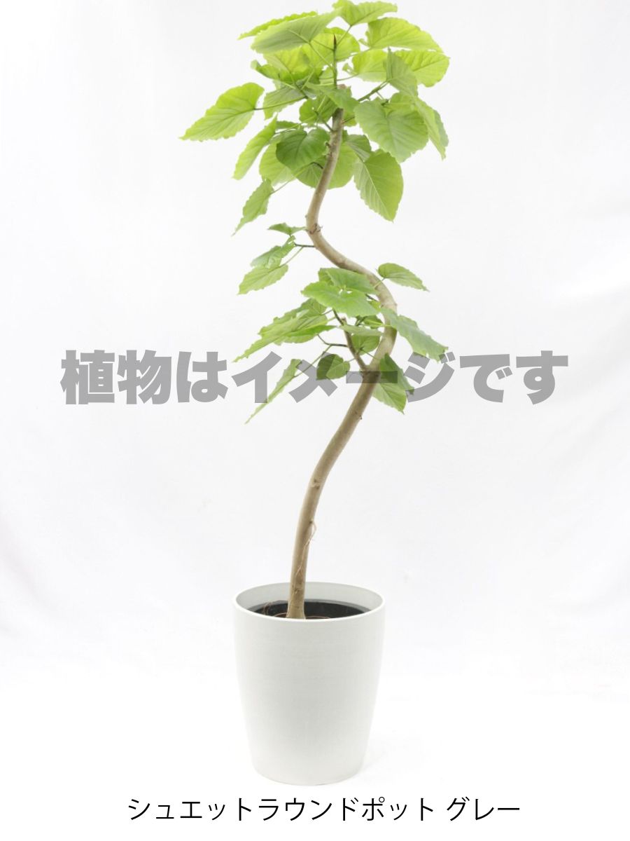 現品商品＠5 ウンベラータ 10号（高さ：183cm、幅：94cm）