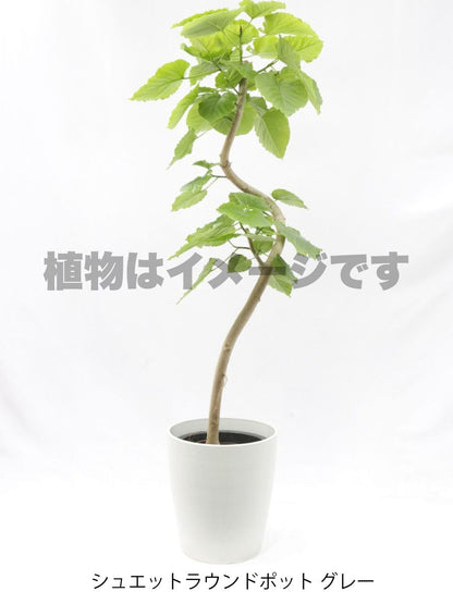 現品商品＠5 ウンベラータ 10号（高さ：183cm、幅：94cm）