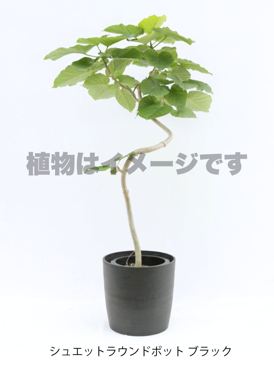 現品商品＠1 ウンベラータ 8号　曲がり（高さ：138cm、幅：96cm）
