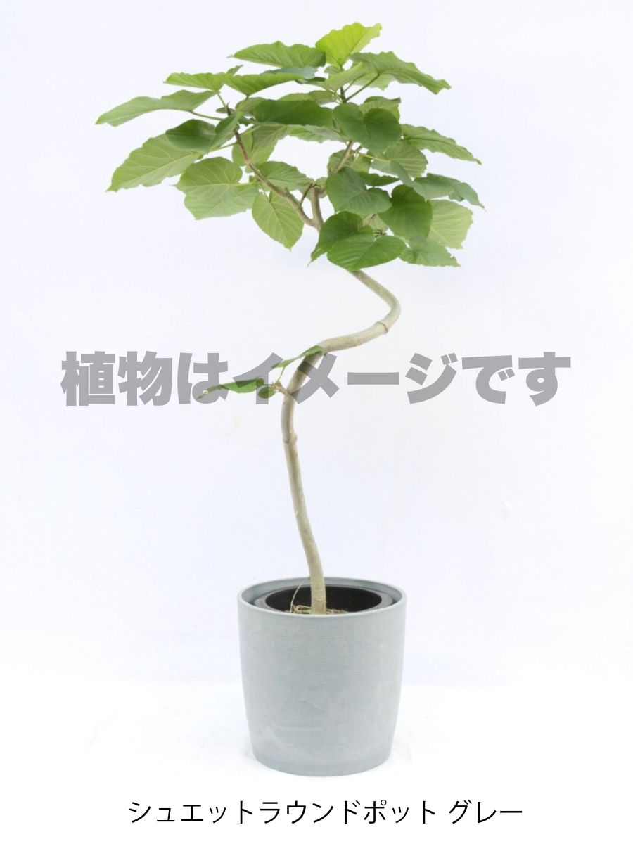 フィカス・ウンベラータ 8号の現品商品 | 観葉植物通販AONOKI