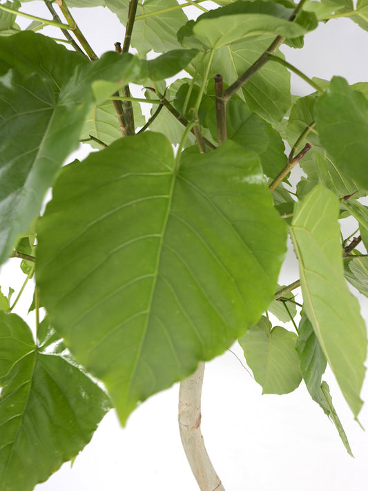 ウンベラータ 10号 曲がり