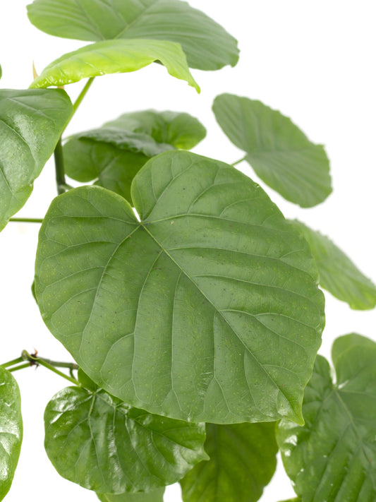 ウンベラータ 6号 曲がり