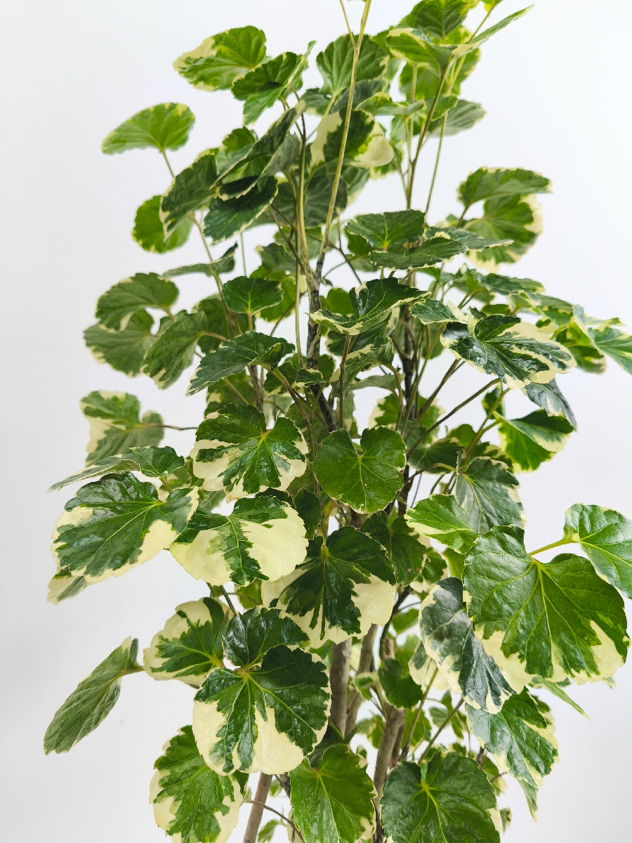 現品商品@1 ポリシャス・マルギナータ 6号（高さ：104cm、幅：45cm）