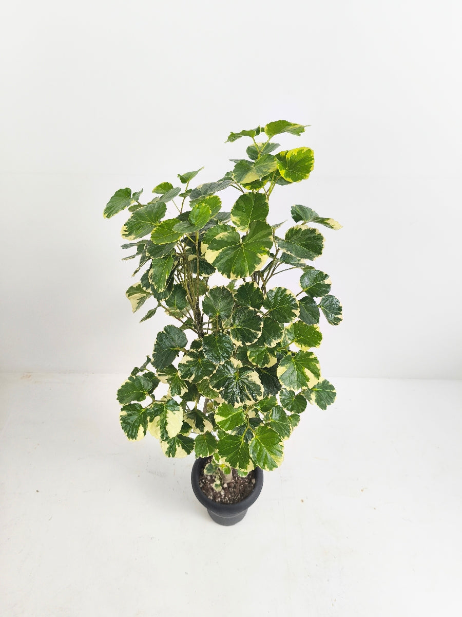 現品商品@1 ポリシャス・マルギナータ 6号（高さ：104cm、幅：45cm）