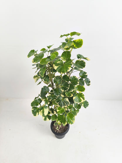 現品商品@1 ポリシャス・マルギナータ 6号（高さ：104cm、幅：45cm）