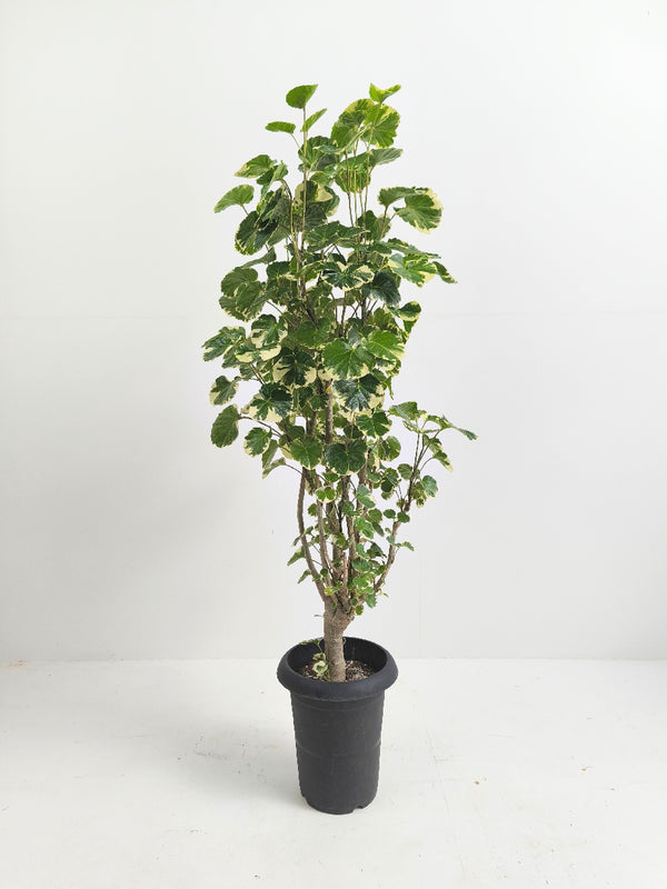 現品商品@1 ポリシャス・マルギナータ 6号(高さ:104cm、幅:45cm)