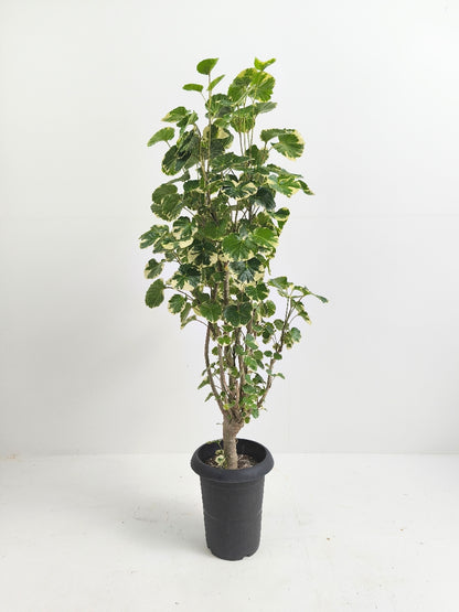 現品商品@1 ポリシャス・マルギナータ 6号（高さ：104cm、幅：45cm）