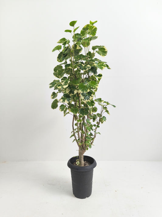 現品商品@1 ポリシャス・マルギナータ 6号（高さ：104cm、幅：45cm）