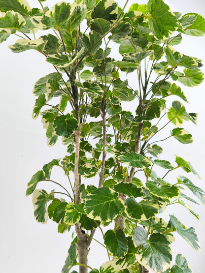 現品商品@2 ポリシャス・マルギナータ 6号（高さ：110cm、幅：50cm）