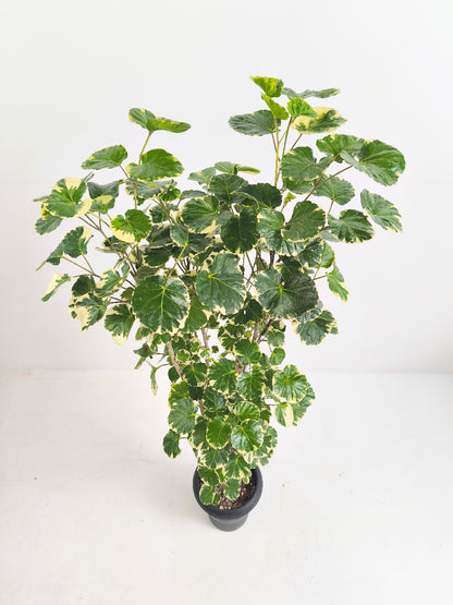 現品商品@2 ポリシャス・マルギナータ 6号（高さ：110cm、幅：50cm）