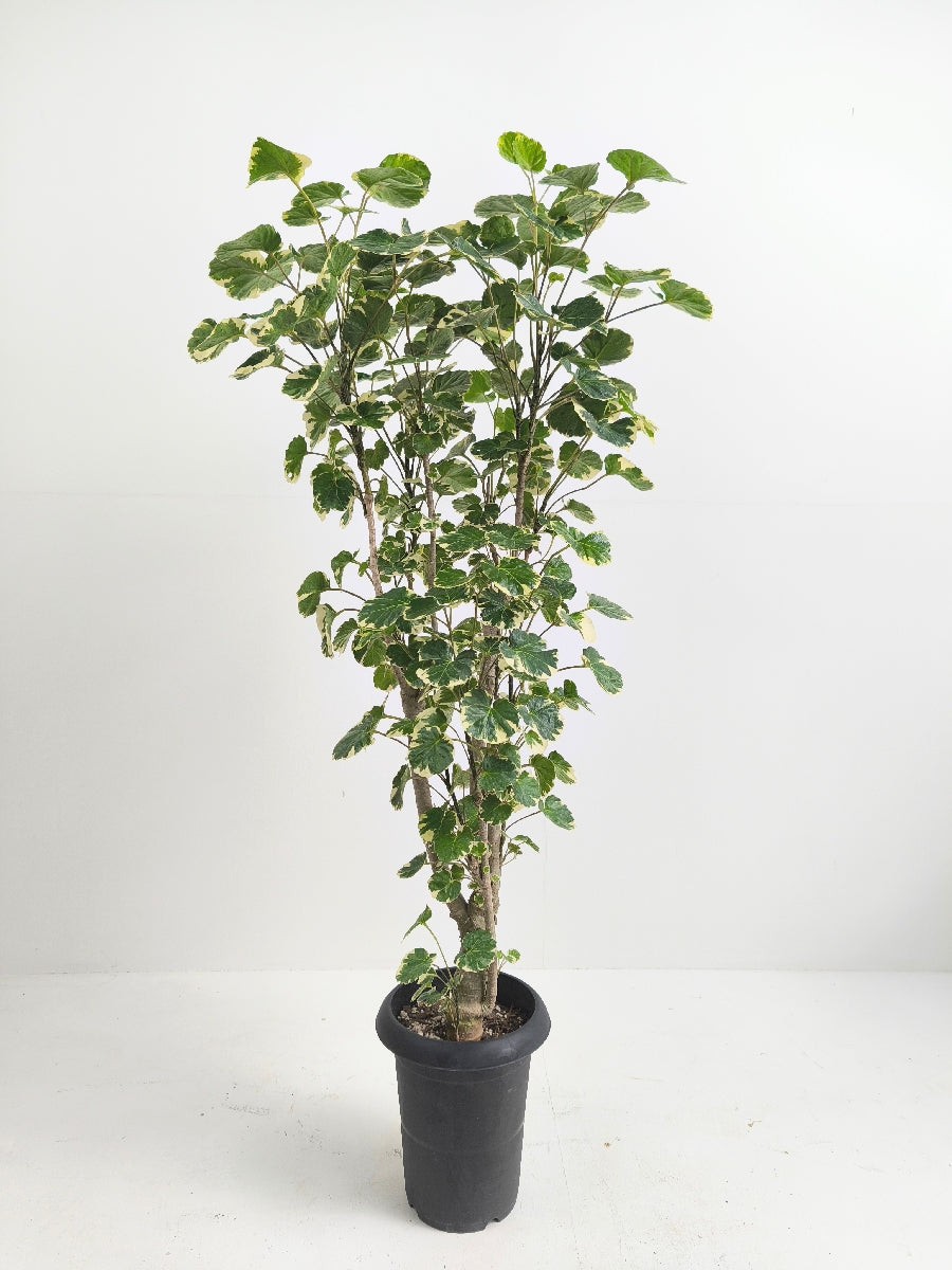 現品商品@2 ポリシャス・マルギナータ 6号（高さ：110cm、幅：50cm）