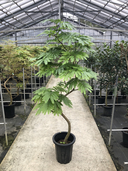 エバーフレッシュ 10号 曲がり